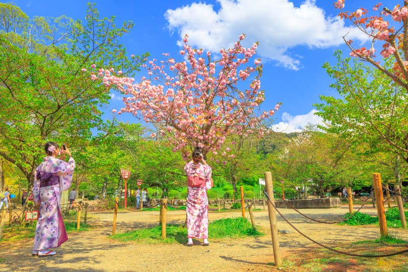 身着传统和服的日本年轻女子在圆山公园的樱花树下拍照,圆山公园是京都春季首屈一指的赏花胜地