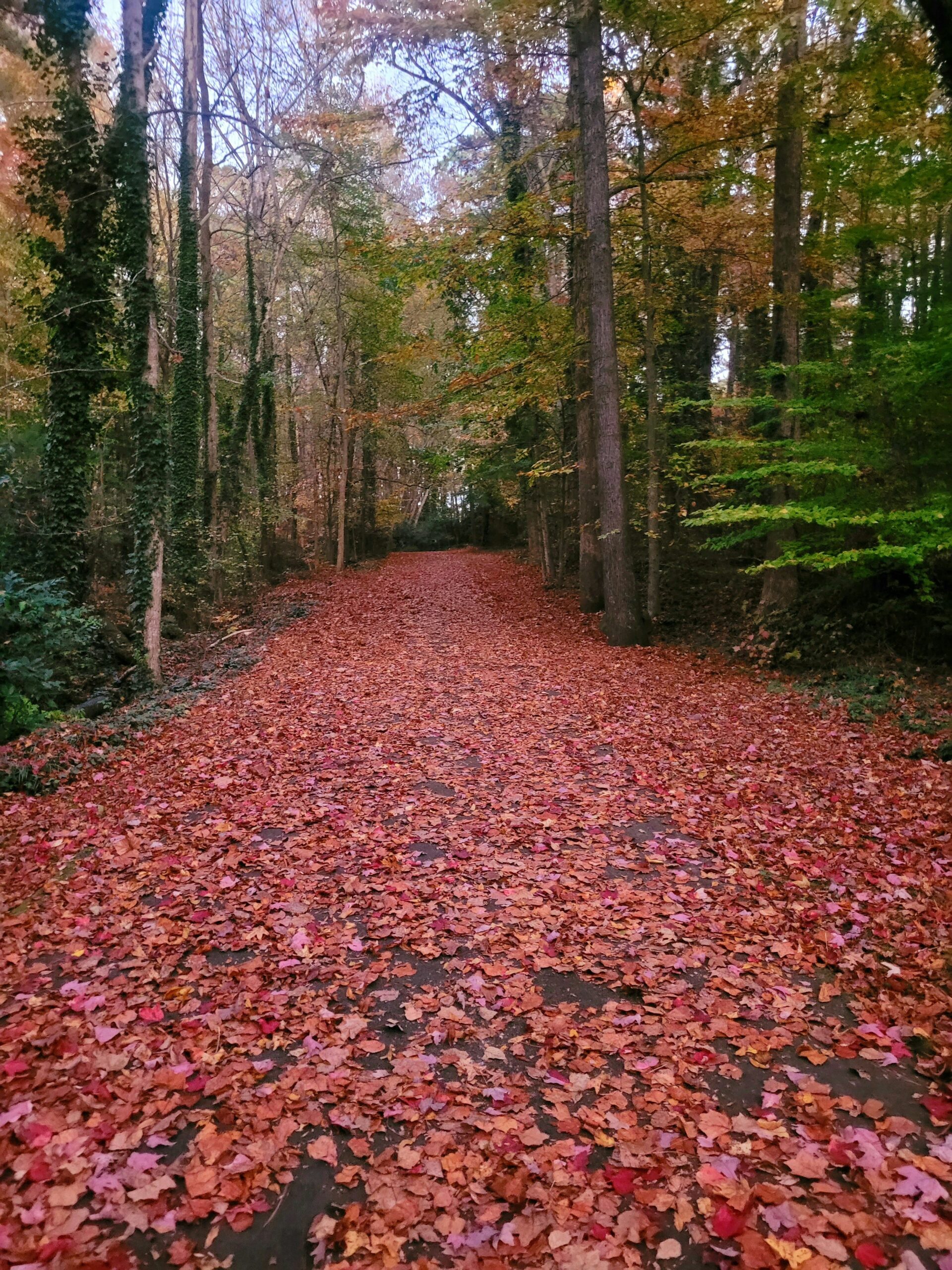 在京都体验红叶