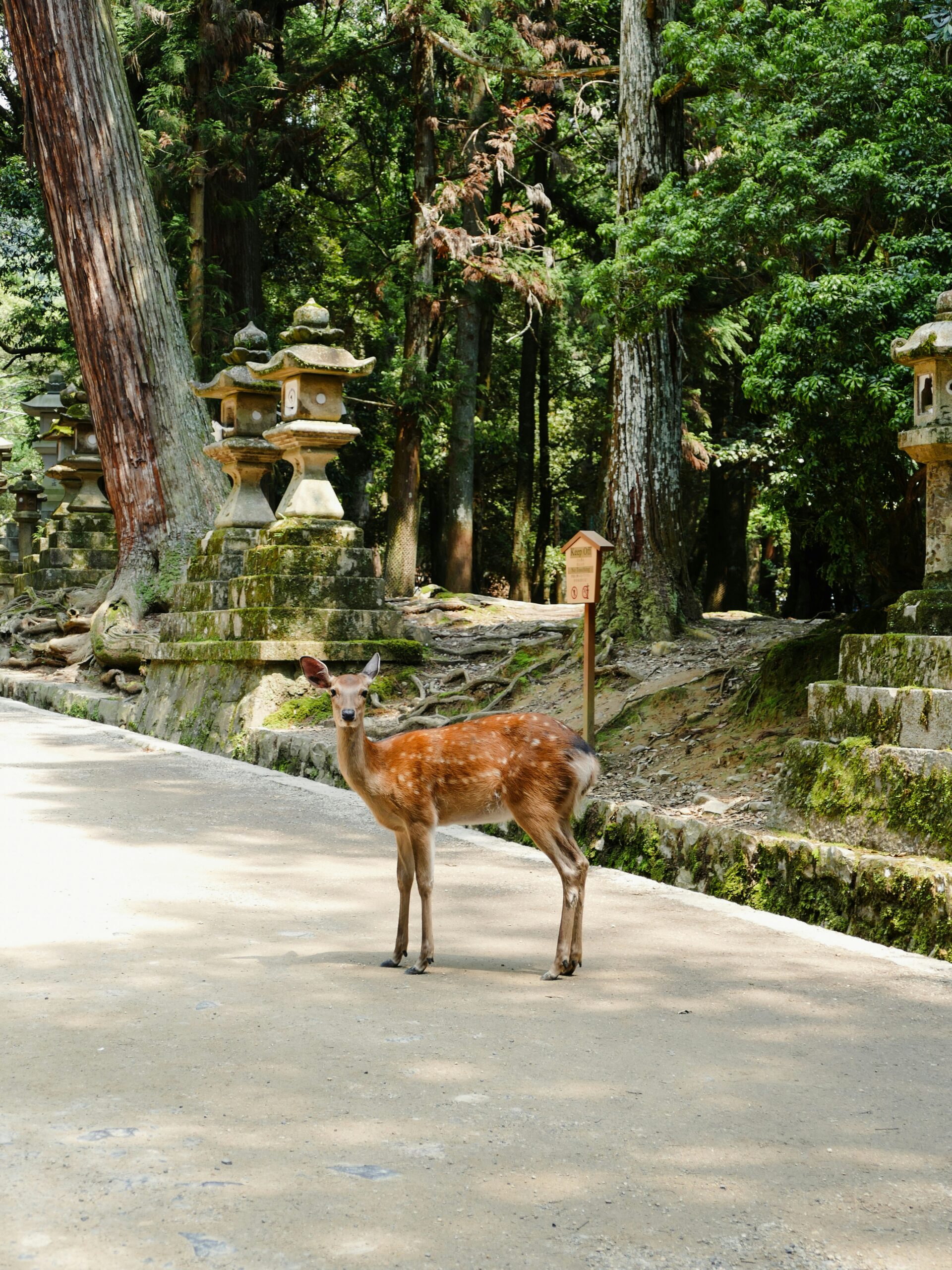 身着和服探索奈良：寺庙、鹿与传统