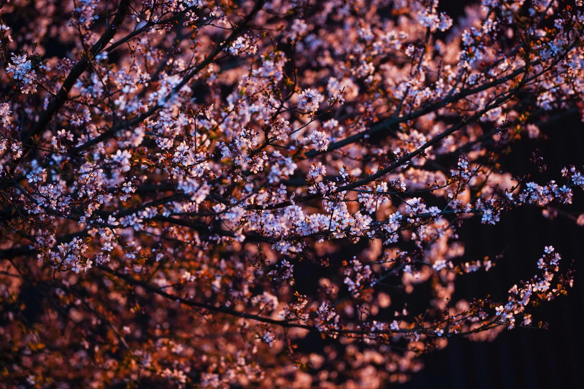 身着和服享受夜间赏花